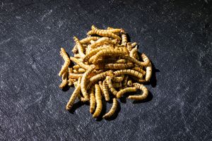 Mehlwürmer (Tenebrio molitor) belasten die Umwelt nur gering und besitzen einen hohen Proteingehalt. (Foto: Markus Breig, KIT)