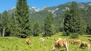Wald