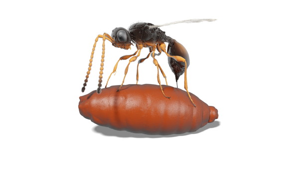 Resurrected digitally: The parasitic wasp Xenomorphia resurrecta lays an egg in a fly pupa (Figure: Thomas van de Kamp, KIT; Nature Communications)