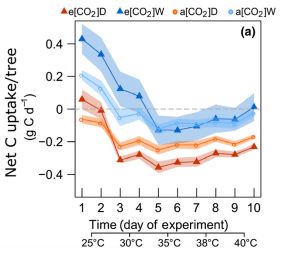 Gesamtkohlenstoffaufnahme von Aleppo-Kiefern bei steigender Temperatur. Die Grafik zeigt die Reaktion für Bäume unter atmosphärischem (a) versus erhöhtem (e) CO2 unter guter Bewässerung (W, blau) und Trockenstress (D, orange). (Grafik: Plant Ecophysiology Lab, KIT)