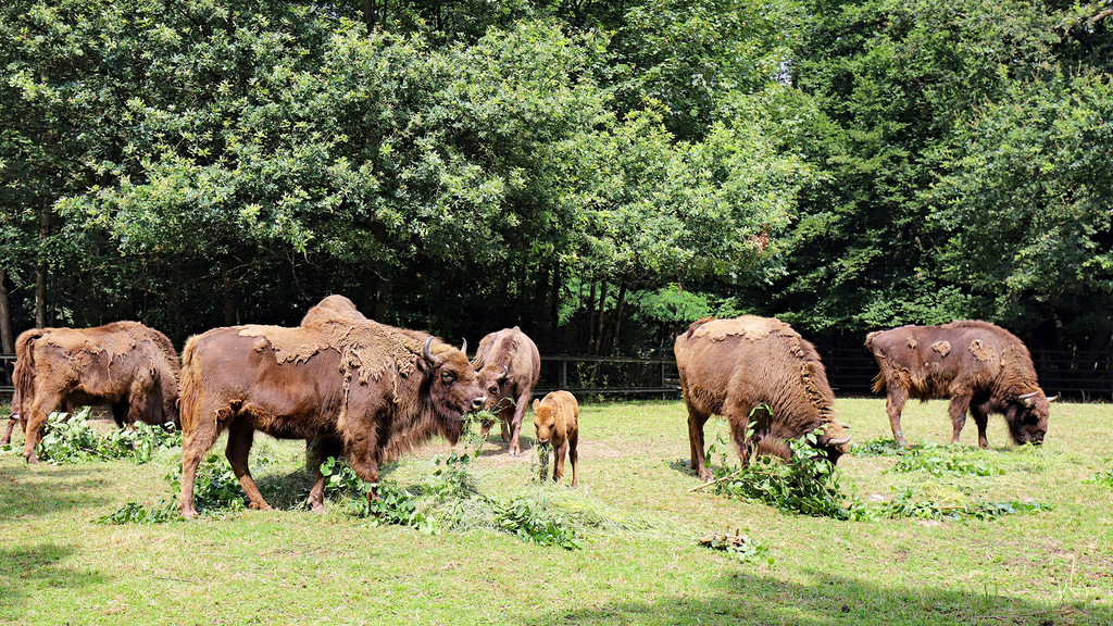Zu Beginn des 20. Jahrhunderts waren Wisente fast ausgestorben. 2013 haben Artenschützer im Rothaargebirge wieder eine Herde angesiedelt. (Foto: Timo Deible, Zoo Karlsruhe)