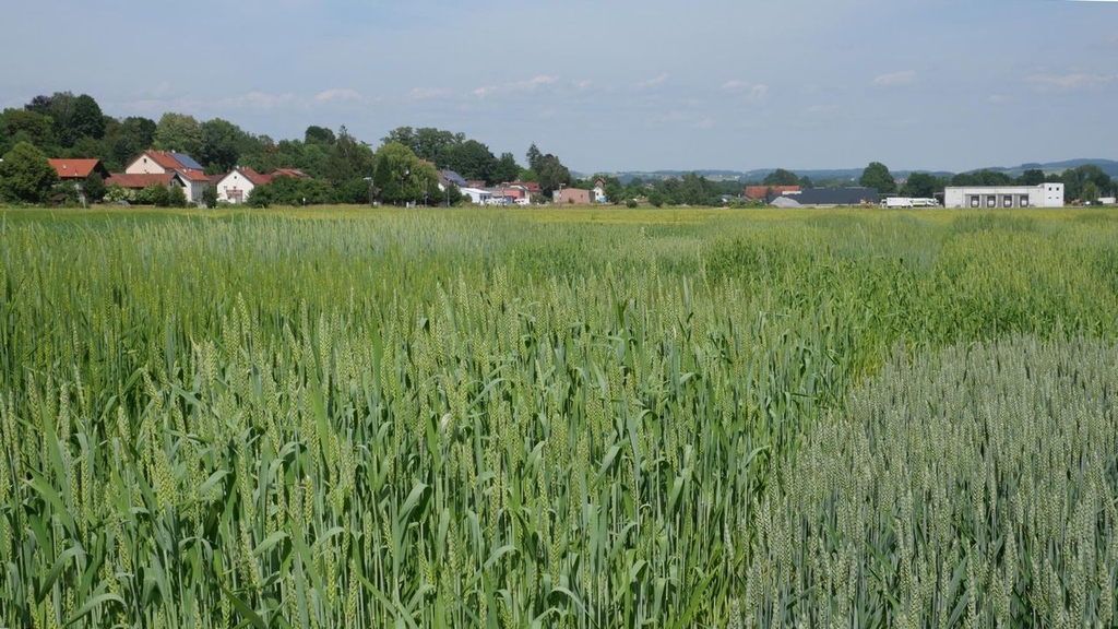 The scientists want to intensify research on old cereal landraces to enable the production of baked goods that are better tolerated by the human body. (Photo: Dr. Klaus Fleißner, LfL) 