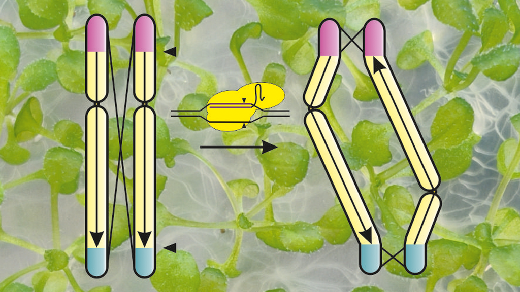 Using genetic scissors, KIT researchers have inverted and deactivated nine-tenths of a chromosome to prevent genetic exchange (detailed caption at end of text; illustration: Michelle Rönspies, KIT).