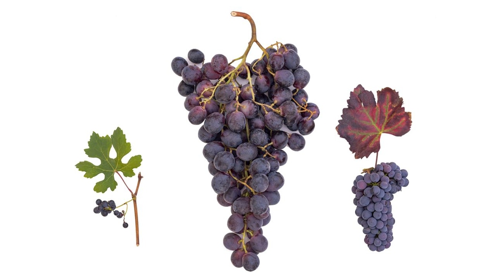 Vines (from the left, grapes of wild vine, table grapes, and grapes for wine production) have accompanied civilizations for thousands of years. A genome project has now determined the origin and evolution of vine. (Photo: Karlheinz Knoch, KIT)