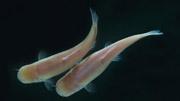 Karpfenfisch Phreatichthys andruzzii