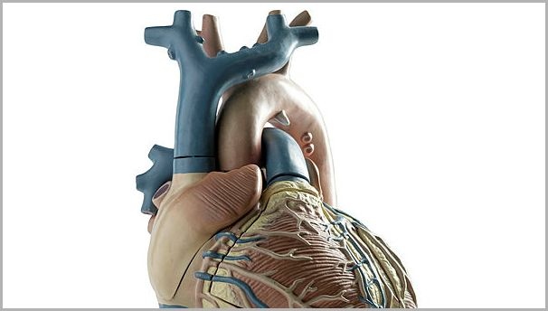 Simulationsplattform für Herzrhythmusstörungen