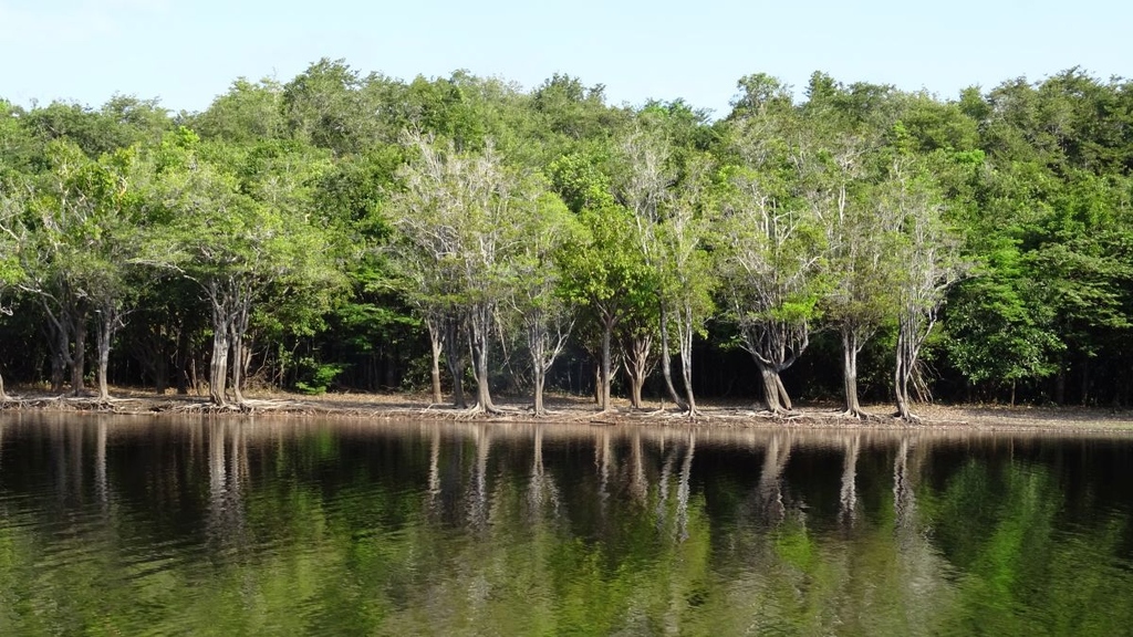 Umweltforschung: Vielfalt bei Amazonasbäumen neu vermessen