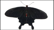 Schwarzer Schmetterling auf weißem Grund Schwarzer Schmetterling auf weißem Grund