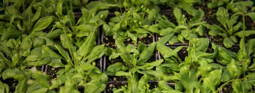 Ackerschmalwand (Arabidopsis thaliana) für die Pflanzenforschung