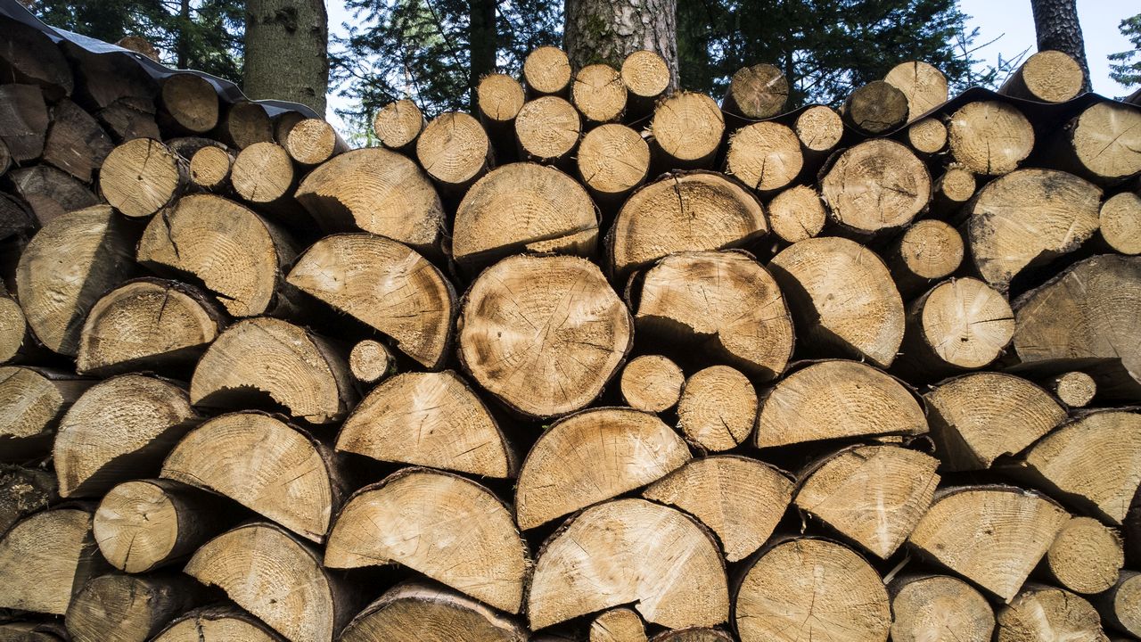Holzeinschlag, Rodung und andere Formen veränderter Landnutzung führen zu höheren CO2-Emissionen als bisher vermutet. (Foto: Markus Breig, KIT)