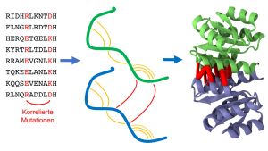 Homodimere sind identische Paare von Eiweißketten (Proteine, grün und blau), die aneinanderbinden.