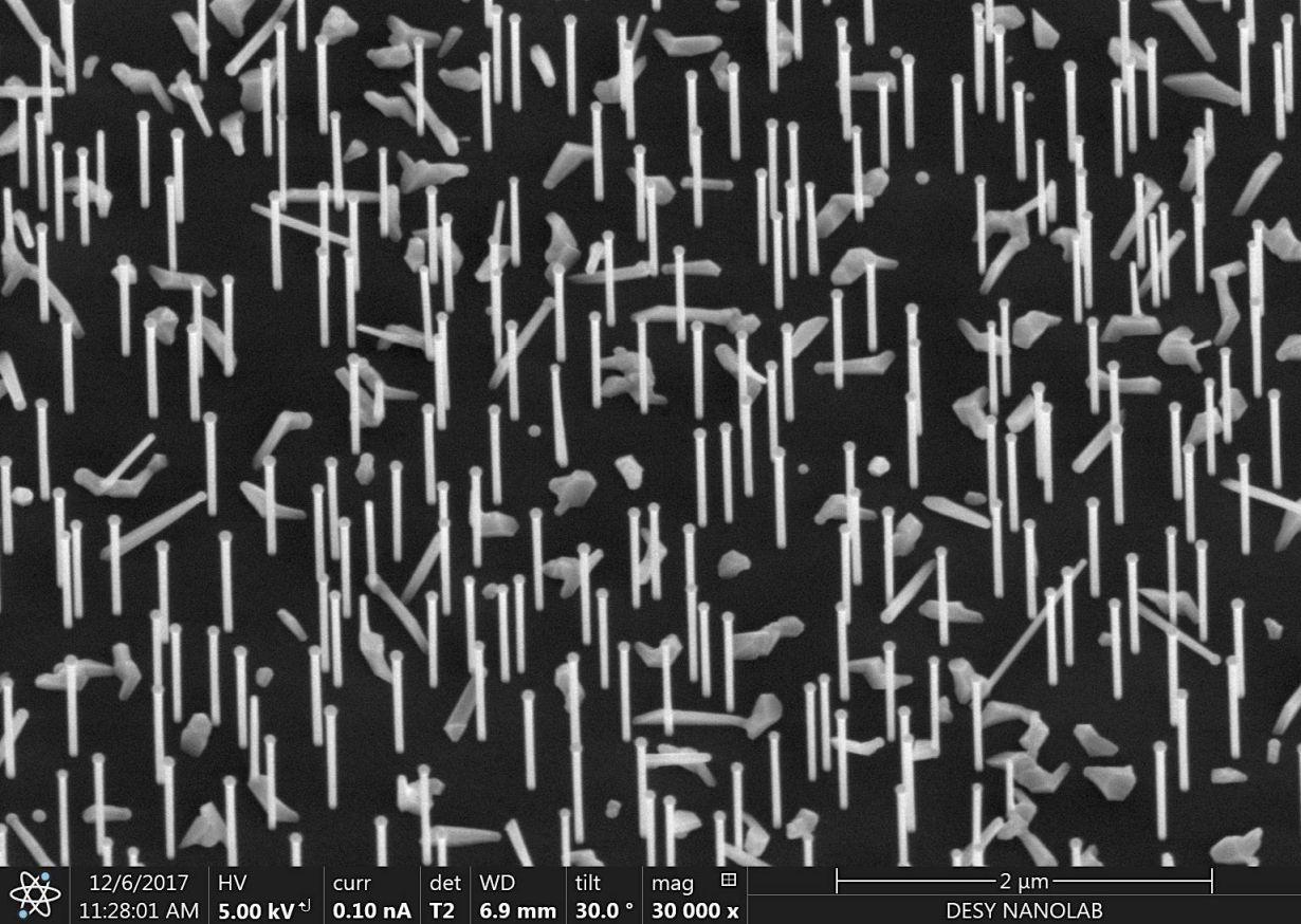 Nadel-Wald: Nanodrähte auf einem Siliziumträger, aufgenommen im DESY  NanoLab. (Bild: DESY, Satishkumar Kulkarni/Thomas Keller) 
