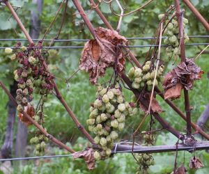 Die Esca-Krankheit wird durch Pilze ausgelöst und kann zum Absterben  von Trieben oder ganzen Weinreben und damit zu erheblichen wirtschaftlichen  Einbußen führen. (Foto: Staatliches Weinbauinstitut Freiburg)