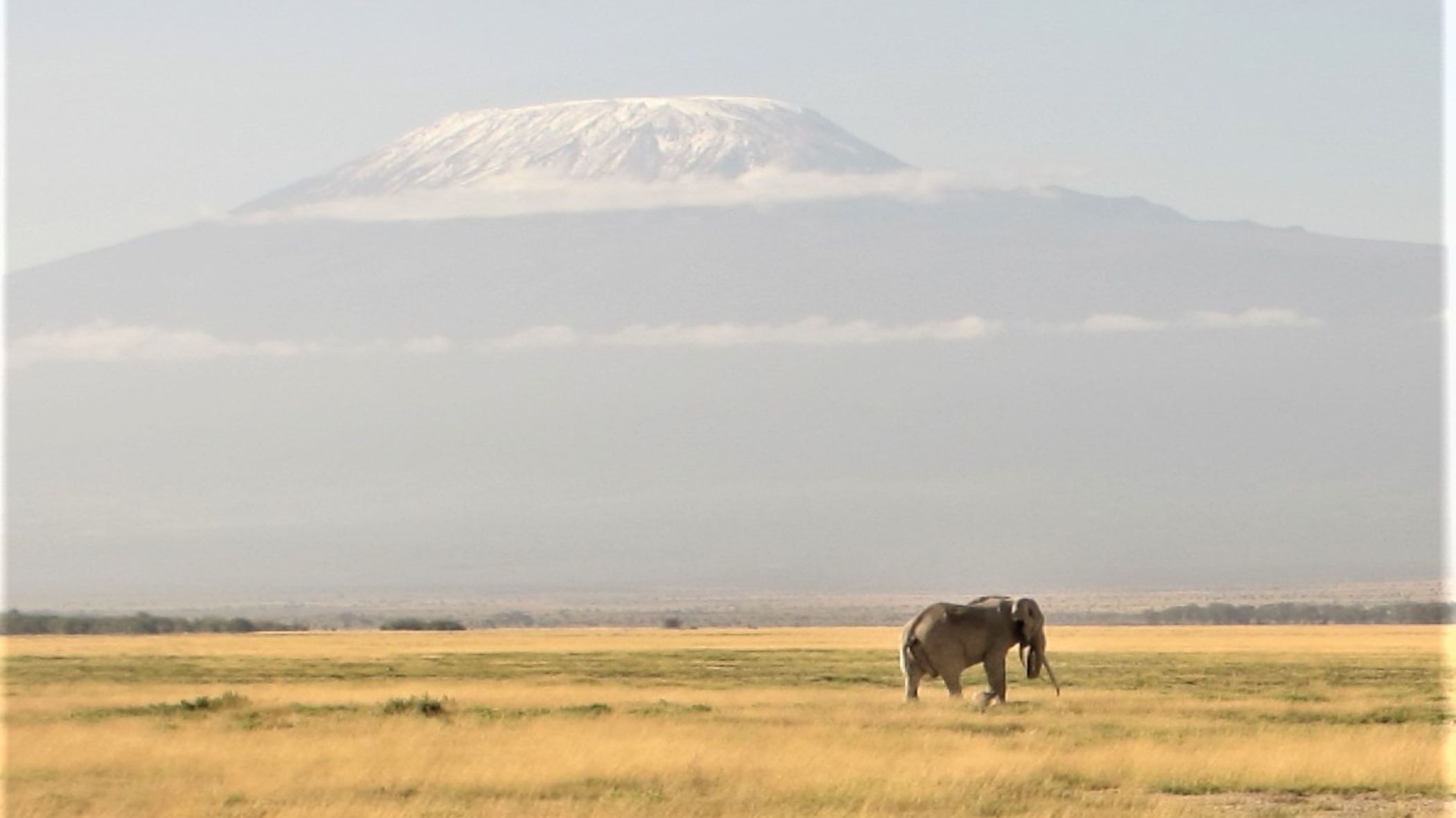 Amboseli-Nationalpark, Kenia: Aufgrund des Klimawandels schrumpfen die Gletscher des Kilimandscharo. Pflanzen und Tiere in den Tälern unterhalb sind jedoch auf Wasser von den Gletschern angewiesen. (Foto: Almut Arneth, KIT) 