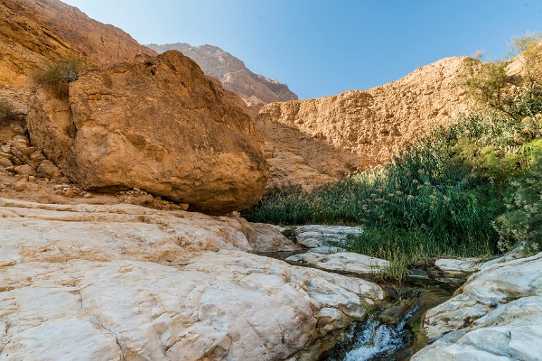 Wadi3_k.jpg - Wo Süßwasser in Form einer Quelle an die Erdoberfläche tritt, findet man eine üppige Schilfvegetation in der sonst so kargen Wüstenlandschaft vor.Foto: André Künzelmann, Helmholtz-Zentrum für Umweltforschung - UFZ