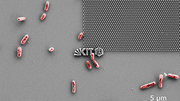 Scanning electron microscope image: E. coli bacteria try to attach to a nanostructured model surface. (image: Patrick Doll, KIT) Scanning electron microscope image: E. coli bacteria try to attach to a nanostructured model surface. (image: Patrick Doll, KIT)