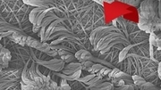 Nanofibers with different directions of rotation. (Figure: Kenneth Cheng, University of Michigan) Nanofibers with different directions of rotation. (Figure: Kenneth Cheng, University of Michigan)