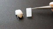 Nach dem Vorbild des weißen Käfers Cyphochilus insulanus erzeugt ein nanostrukturierter Polymerfilm eine strahlend weiße Beschichtung. (Foto: Julia Syurik, KIT) Nach dem Vorbild des weißen Käfers Cyphochilus insulanus erzeugt ein nanostrukturierter Polymerfilm eine strahlend weiße Beschichtung. (Foto: Julia Syurik, KIT)