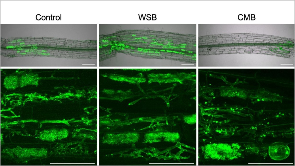 Symbiosis of the tomato plant with microfungi is particularly strong when the plant is fertilized with biochar based on wheat straw (center). (Complete caption at the end of the text). (Figure: JKIP, KIT) 