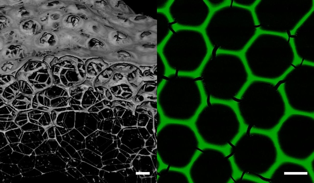 Neue Biomaterialien für die industrielle Biokatalyse: Enzymschäume bilden dreidimensionale poröse Netzwerke mit stabiler hexagonaler Wabenstruktur. (Julian Hertel, KIT)