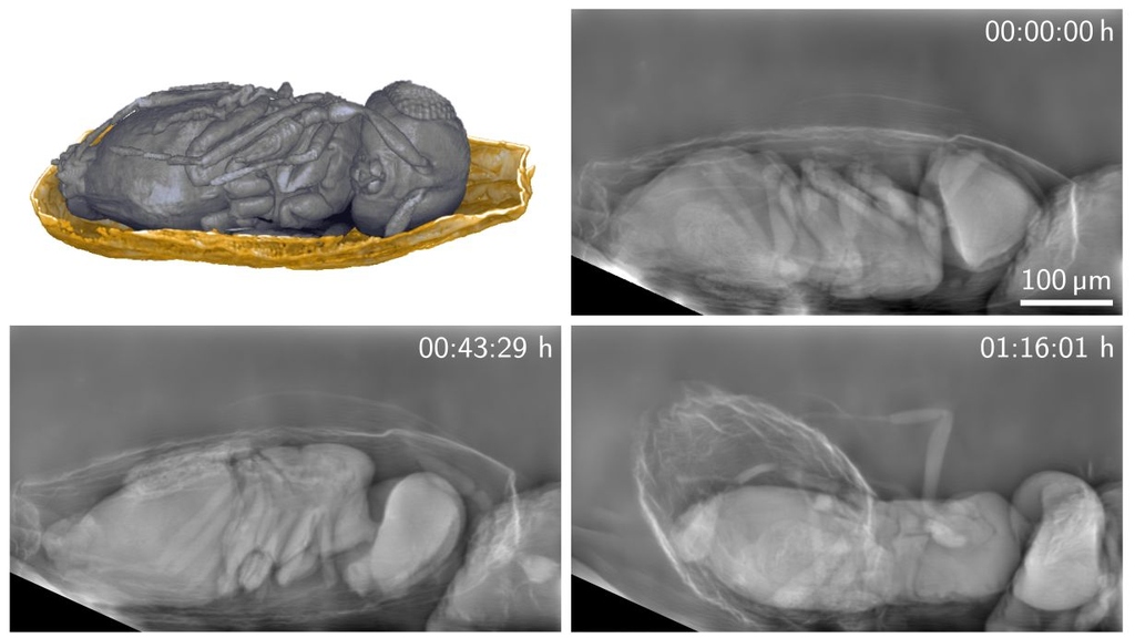 Imaging: Gentle X-ray View into Tiny Living Samples