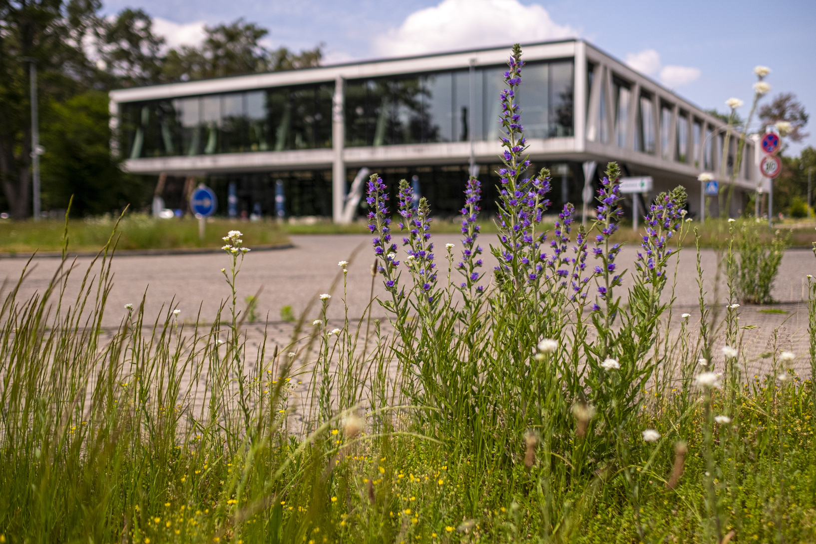 Wiese an der Mensa auf dem Campus Nord - Casino