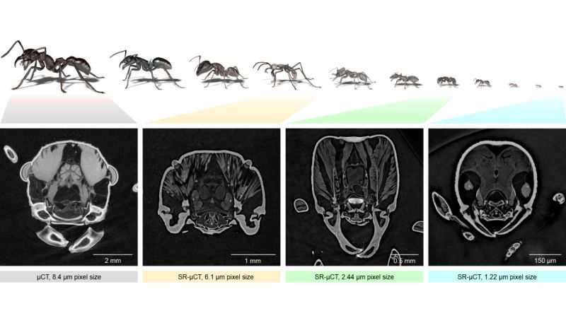 Digitalization: Antscan Reveals the Fascinating Diversity in Ants