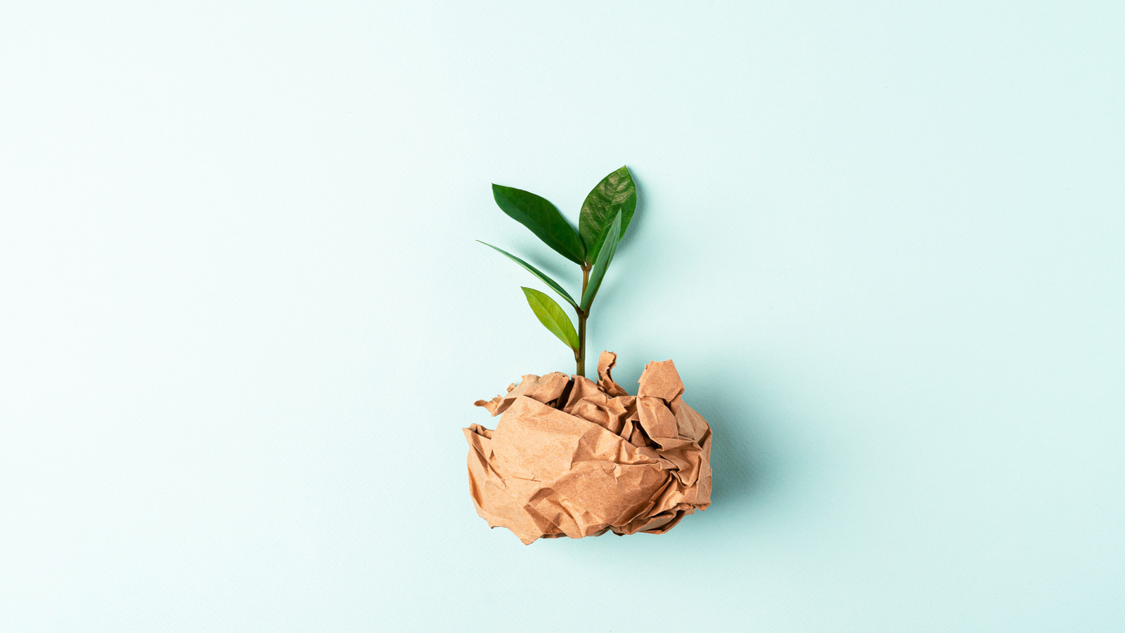 AdobeStock A small plant wrapped in brown paper on a light blue background.