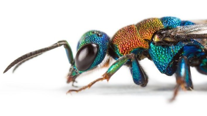 Weibliche Sand-Goldwespe Hedychrum nobile (Foto: Oliver Niehuis, ZMFK Bonn)