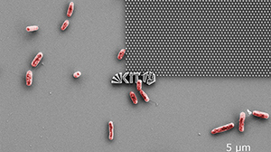 Aufnahme mit dem Rasterelektronenmikroskop: E. coli-Bakterien versuchen an einer nanostrukturierten Modelloberfläche anzudocken. (Abb.: Patrick Doll, KIT)