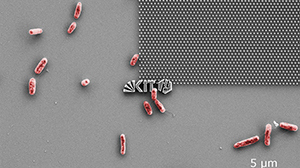 Scanning electron microscope image: E. coli bacteria try to attach to a nanostructured model surface. (image: Patrick Doll, KIT)