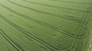 Zweischneidig: Grund für das zunehmende Grün sind Ertragssteigerungen in der Landwirtschaft – die Dünger und vermehrte Bewässerung brauchen. (Foto: Markus Breig, KIT)