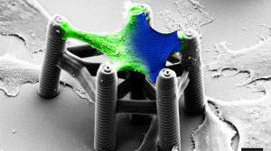 Der 3D-Druck ermöglicht viele große und sehr kleine Anwendungen: Mit spezieller Tinte können etwa Biogerüste für Zellgewebe entstehen (Foto: Martin Bastmeyer, KIT)
