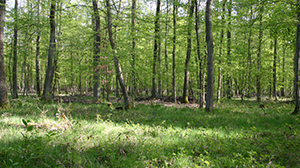 Wälder binden großen Mengen an CO2 – und wirken so der Klimaerwärmung entgegen. (Foto: Gabi Zachmann, KIT)