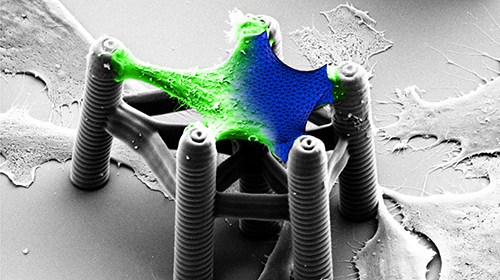 Tailor-made support frames for cells are a research field of the KIT Materials Center. (Photo: Martin Bastmeyer, KIT)