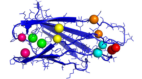 Fibronektin spielt bei der Wundheilung eine bedeutende Rolle. Die Grafik zeigt einen wichtigen Teil des Proteins mit Kontaktpaaren (jeweils gleichfarbige Kugeln). (Abbildung: Ines Reinartz, KIT) 