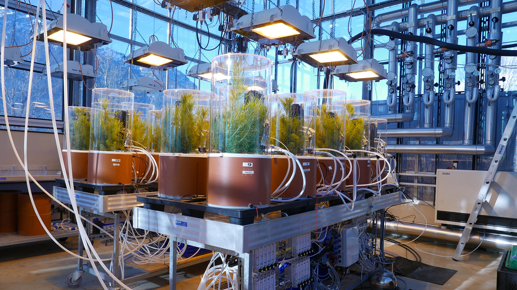 The experimental set-up: Aleppo pines were exposed to rising temperatures in highly technical plant chambers. (Photo: Plant Ecophysiology Lab, KIT)