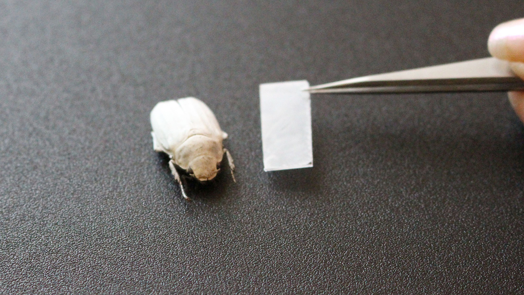Nach dem Vorbild des weißen Käfers Cyphochilus insulanus erzeugt ein nanostrukturierter Polymerfilm eine strahlend weiße Beschichtung. (Foto: Julia Syurik, KIT)