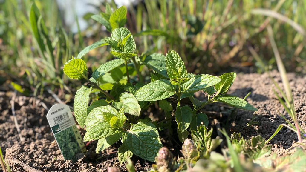 With its essential oils, mint keeps weeds at bay - the menthone it contains could be the basis for environmentally friendly bio-herbicides. (Photo: Jana Müller)