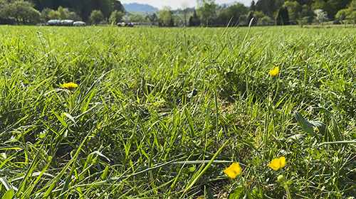 Using knowledge about biological systems to work ecologically: This is the basic idea of the bio-economy. (Photo: Gabi Zachmann, KIT)