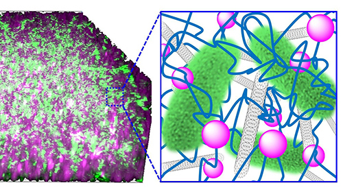 Die Bakterien (grün) sind in einem Kompositmaterial aus Kohlenstoff-Nanoröhrchen (grau) und Kieselsäure-Nanopartikeln (lila) verwoben mit DNA (blau) eingebettet. (Grafik: Niemeyer-Lab, KIT)