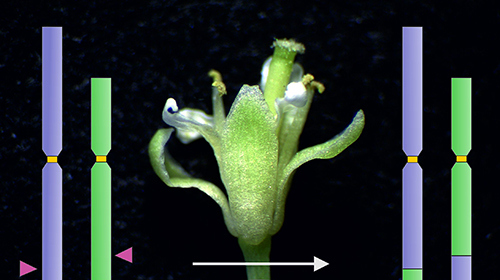 An der Modellpflanze Ackerschmalwand wurden mithilfe des Proteins Cas9 erstmals Chromosomen neu zusammengesetzt. (Abbildung: Angelina Schindele, KIT)
