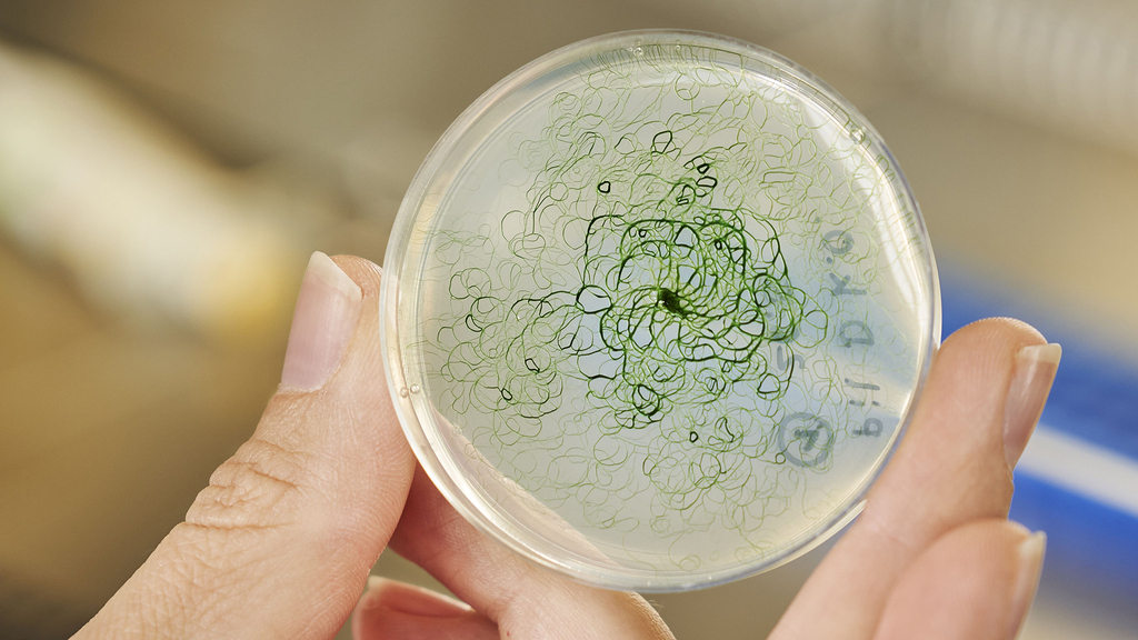 Cyanobacteria as ethanol or hydrogen producers - natural gene transfer might help make this possible (Photo: Amadeus Bramsiepe, KIT) 