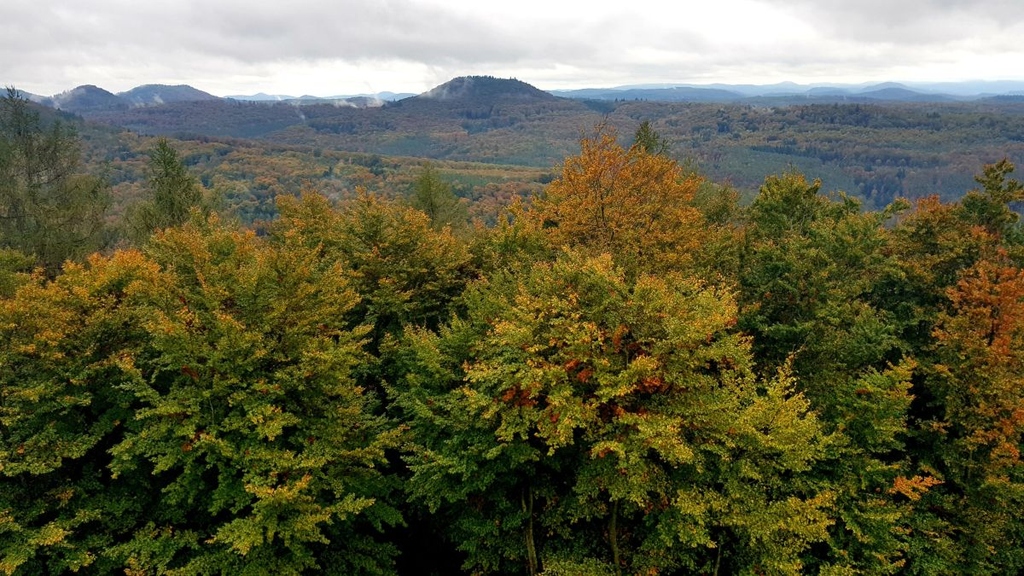 Extreme weather events and bark beetles damage the forests. The conversion to mixed forests could make the stand more resilient. (Photo: Gabi Zachmann, KIT)