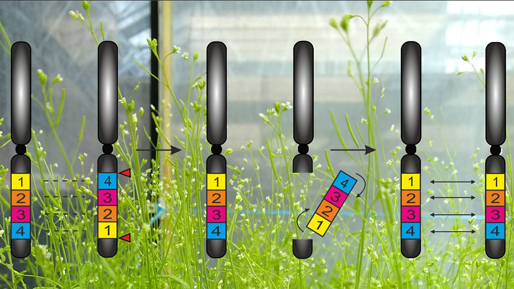 Eine Inversion (links) bei der Ackerschmalwand (Hintergrund) lässt sich mit CRISPR/Cas rückgängig machen (Mitte), um den Austausch von Genen (rechts) im betroffenen Abschnitt wiederzubeleben. 