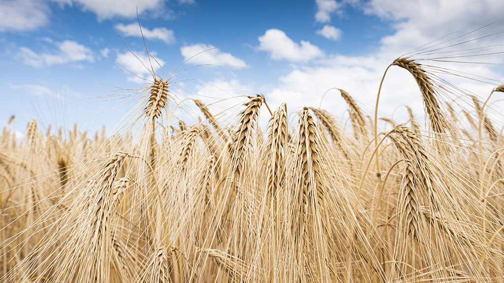 Grain field