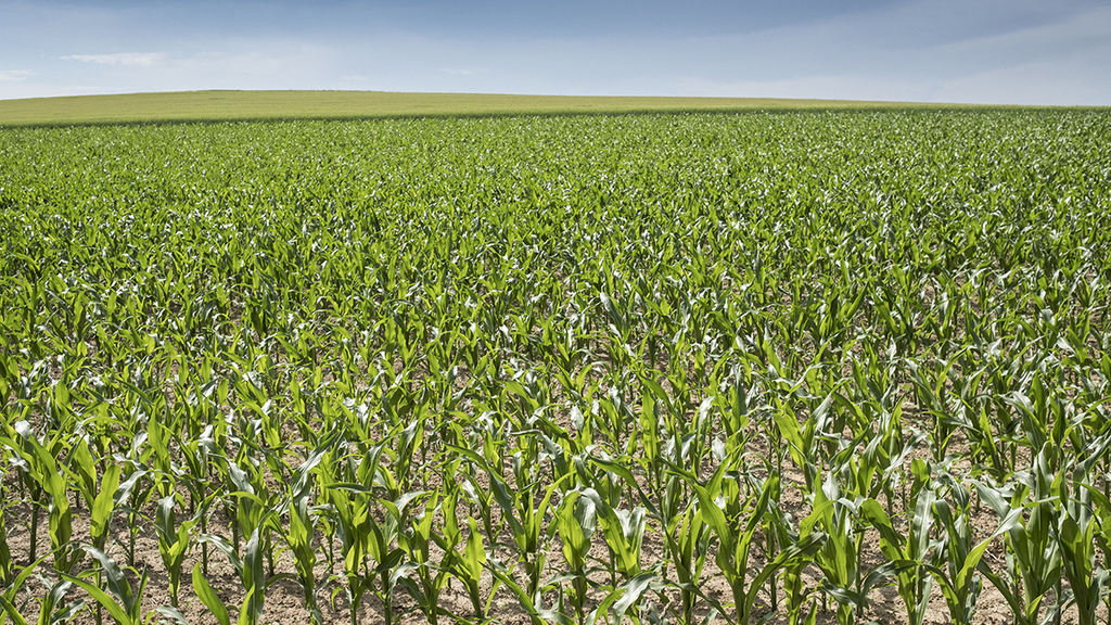 According to the KIT research team, the EU is shifts environmental damage due to the high import of agricultural goods. (Photo: Markus Breig, KIT)