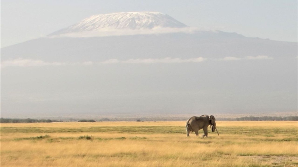 Amboseli-Nationalpark, Kenia: Aufgrund des Klimawandels schrumpfen die Gletscher des Kilimandscharo. Pflanzen und Tiere in den Tälern unterhalb sind jedoch auf Wasser von den Gletschern angewiesen. (Foto: Almut Arneth, KIT)