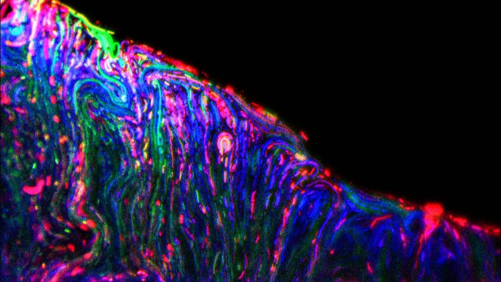 Mikroorganismen leben gerne in Biofilmen. In der Mikroskopaufnahme sind sie verschiedenfarbig markiert. (Foto: Ahmed Zoheir, KIT) 