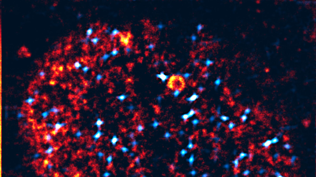 Mikroskopiebild eines Zellkerns: Transkriptionsfabriken in Orange, aktivierte Gene in Hellblau. Der Zellkern misst circa ein Zehntel der Dicke eines menschlichen Haares. (Abbildung: Arbeitsgruppen Nienhaus und Hilbert, KIT) 